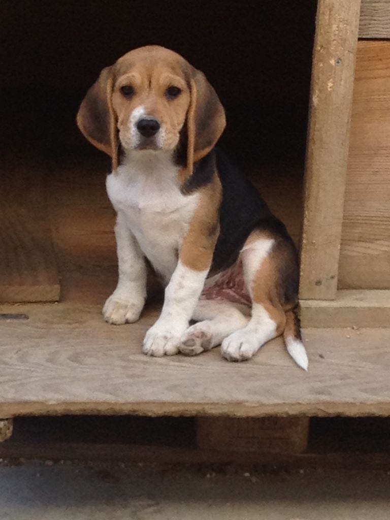 Du Repere Des Bandits - Chiot disponible  - Beagle