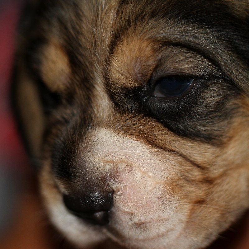 Bébés de DARGA et de ELITE......JUIN 2012