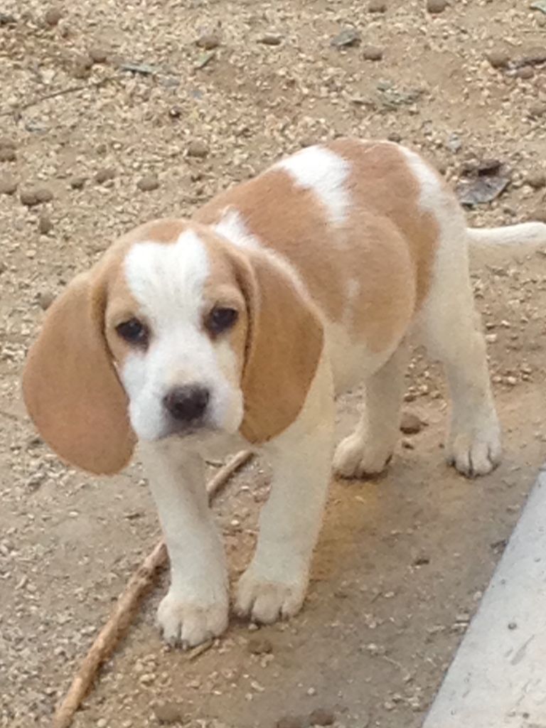 Du Repere Des Bandits - Chiots disponibles - Beagle